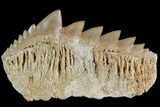 Fossil Cow Shark (Hexanchus) Tooth - Morocco #92622-1